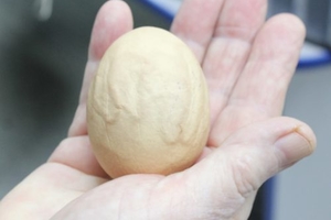 Безнең тавыклар да хикмәтле йомырка сала