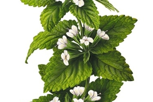 Киңәшле эш таркалмас